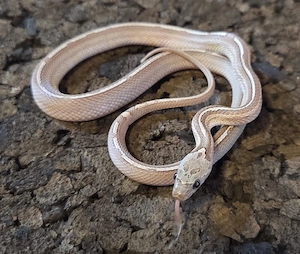Granite Tessera Motley Pied 