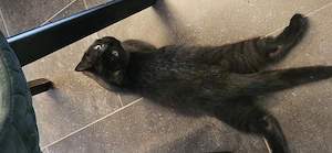 Wunderschöne schwarze Katze, 4 Monate, sucht liebevolles Zuhause Bild 3