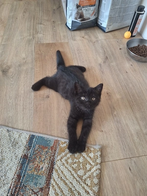 Wunderschöne schwarze Katze, 4 Monate, sucht liebevolles Zuhause Bild 2