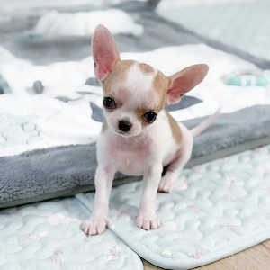 Bezaubernde Chihuahua-Welpen suchen ein liebevolles Zuhause für immer     