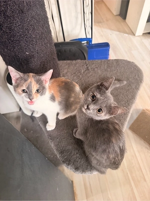 Wunderschöne BKH Katzenbays 
