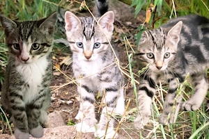 Europäische Kurzhaarkatze