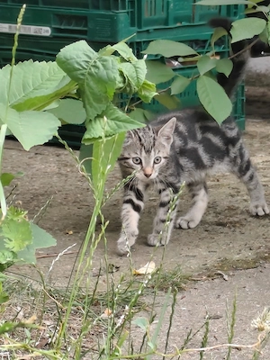 Europäische Kurzhaarkatze  Maikatzen