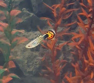 Guppi Fische zu Verkaufen 