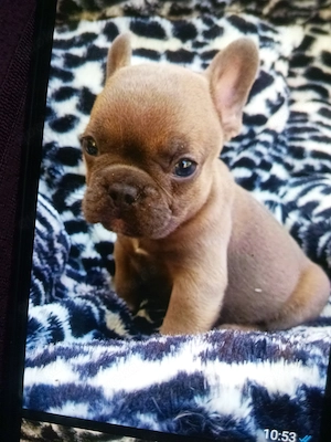 Französische Bulldogge 