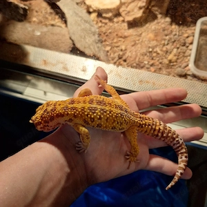  Leopardgecko Tangerine Tremper ä ph Eclipse 