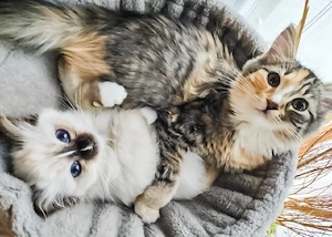 tolles liebes Katzen Mädchen 