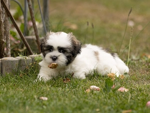 Lhasa apso Welpen