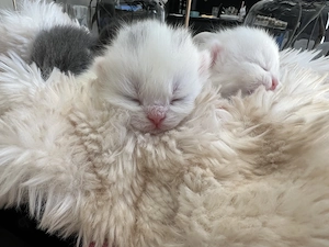 Kitten britische Kurzhaar Katzen 