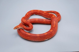 1.0 Hypo Bloodred Motley Pied Kornnatter Bild 2
