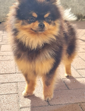 Eine einjährige Miniatur-Pomeranian-Hündin in Schwarz-Braun sucht ein neues Zuhause 