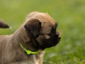 Lhasa Apso Welpen