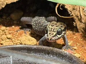 Hemidactylus Albituberculatus Hausgecko Gecko NZ 2025 