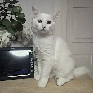 Kitten Türkisch Angora Ragdoll Mix