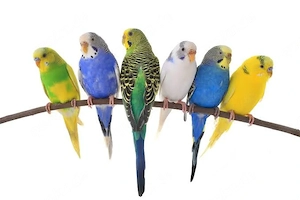 Wellensittiche