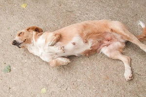 Ampi ist eine treue Seele Bild 10