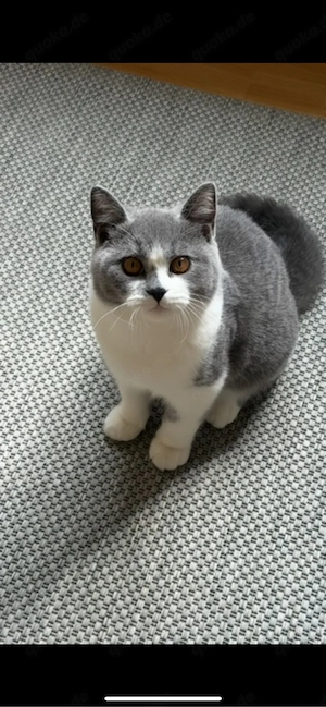 BKH kitten