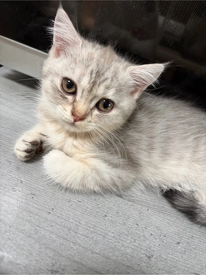 Bkh Kitten