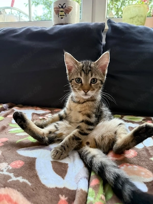 Bengal Maine Coon Mix Kitten weiblich