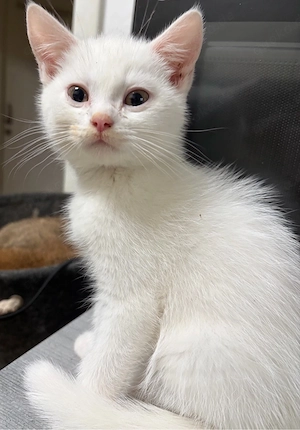 Bkh Kitten