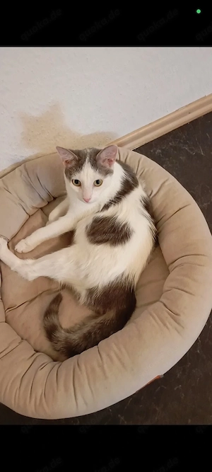 Katzenmädchen 