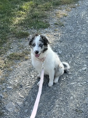 Border Collie Hündin Blue Merle 4 Monate