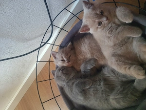 Reinrassig BKH Kitten 