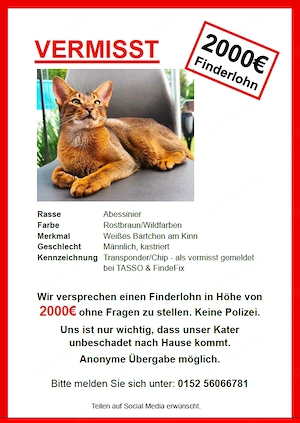 Abessinier Kater vermisst Finderlohn 2000 Euro! Augen auf! 