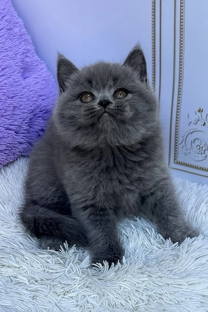 Eine drei Monate alte Britisch Kurzhaar-Katze (weiblich) wartet auf ihre perfekte Familie.   