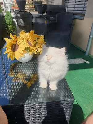 BLH Ein Kater 