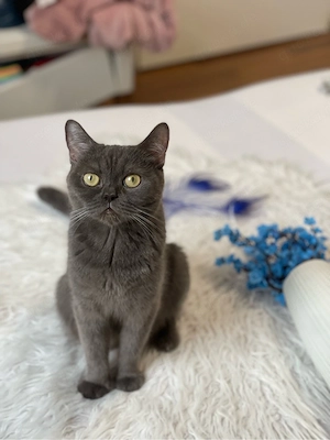BKH kitten Bild 5