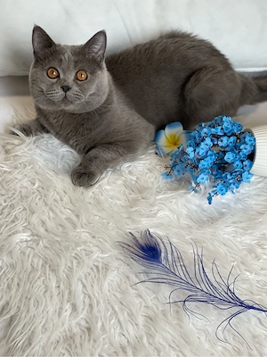 BKH kitten Bild 4