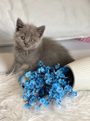 BKH kitten Bild 3