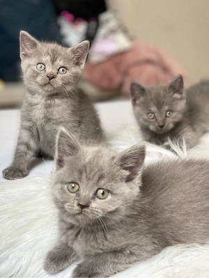 BKH kitten Bild 2