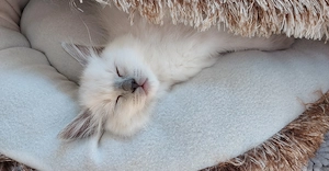 Ragdoll Kitten