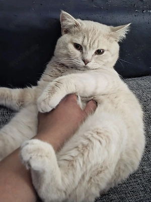 Deckkater BKH, reinrassig 