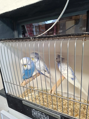 Standardwellensittiche