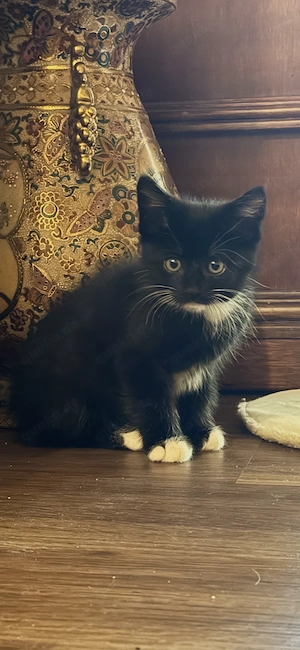 Wunderhübsche Katzenbabys 