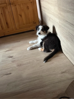 2 süße Australian Shepherd Welpen suchen Abenteuer 