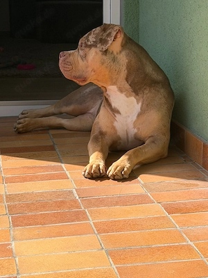 American Bully Hündin