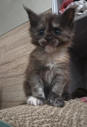 Typolles Maine Coon XL Black Tortie Smoke Mädchen