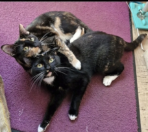 2 Katzen mädels