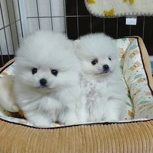 Kleine Pomeranian-Welpen