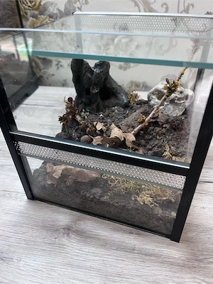 Terrarium Falltür Doppellüftung Tliltocatl albopilosus