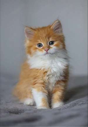 Prächtige, dressierte Maine-Coon-Kätzchen