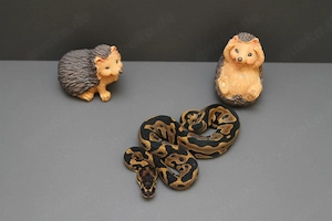 0.1 Orange Dream Leopard dh Axa Clown Königspython, Python Regius 