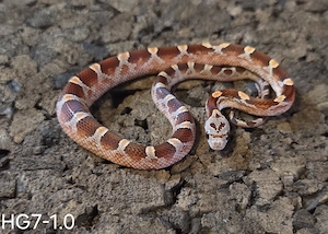 Blood Pied