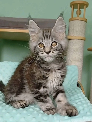 Unsere bezaubernden Maine-Coon-Kätzchen sind noch verfügbar. 