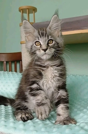  Unsere bezaubernden Maine-Coon-Kätzchen suchen ein liebevolles Zuhause fürs Leben 