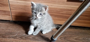 4 süsse Savannahmix Kitten zur Abgabe